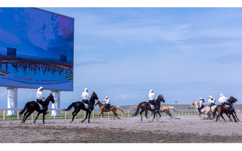 10匹汗血寶馬日行千里 精彩亮相全國民運(yùn)會(huì)賽場(chǎng)